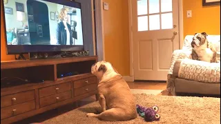 Bulldog Reaction to IT Chapter Two Official Teaser Trailer