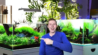 Incredible aquascaping store tour