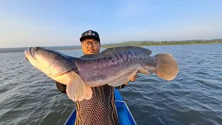 Wild Snakehead Fishing Thailand 2024- BKKGUY