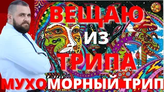 Мухомор мой мухоморный трип | Мухоморы мой мухоморный опыт