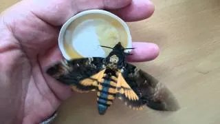 Feeding Deathshead Hawkmoths Acherontia Atropos