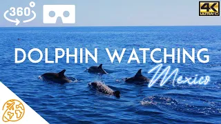 Dolphin Watching & Whale Watching VR 360 Nature Virtual Reality Experience Mexico Puerto Escondido