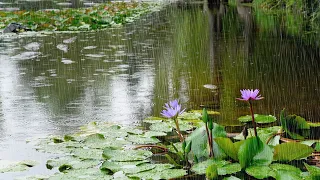 Rain sounds falling on a Beautiful water Lily-flowered Pond. White noise for Relaxation & Meditation