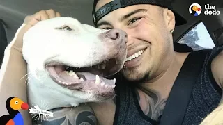 Guy Falls in Love With Pit Bull Dog So He Adopts Three More | The Dodo Pittie Nation