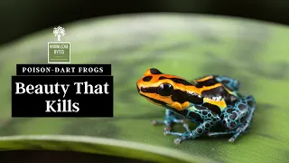 Poison - Dart Frogs : Beauty that Kills