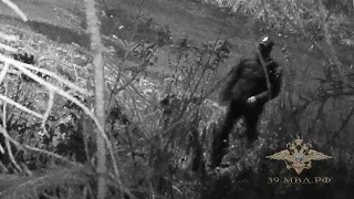 Полицейские Светлогорска поймали воров в фотоловушку