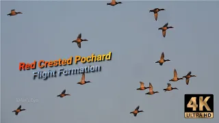 Red Crested Pochard | Red Crested Pochard Flying