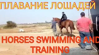 #HORSESWORK AT THE BEACH AND SWIMMING #ТРЕНИРОВКИЛОШАДЕЙ КОНИ ЛОШАДИ НА МОРЕ