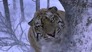 Taking the Tiger Mountain - Tiger Attack Scene HD