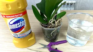 orchid roots from decay can be treated with THIS MEANS if there are no Domestos special for orchids