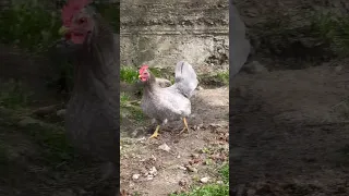 Great Escape: Chicken Outsmarts Dog!