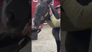 GAINING A RESCUE HORSE'S TRUST SO I CAN ADJUST HER! 🐴 Animal Chiropractor