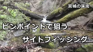 ピンポイントで狙うサイトフィッシング / 宮城の渓流 / みちのく釣りの旅  ﾌﾗｲﾌｨｯｼﾝｸﾞ渓流釣り(4K) fly fishing