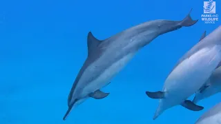 Wild dolphins capture hearts at Monkey Mia in Shark Bay World Heritage Area