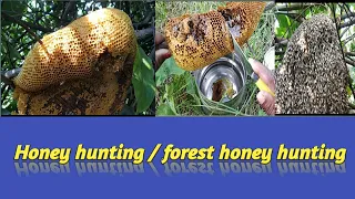 Honey hunting/ honey hunting process/ forest honey