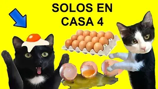 Gatos Luna y Estrella solos en casa CAP 4 Juegos con huevos / Videos de gatitos