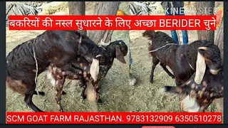 POWERFUL SIROHI MALE BREEDER GOAT BREEDING GOAT MEETING /GOAT CROSSING/BAKRI  HIT ME HE KASE PACHANE