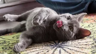Смотреть смешные видео про котов 2017 2019 - Смешные кошки МатроскинТВ