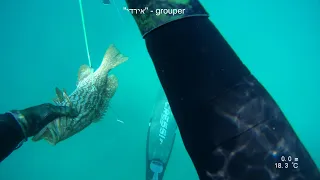 Herzliya2, Grouper caught near sea breams, 25/2/23