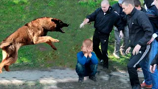 Пьяные гады озверело накинулись на мальчишку в парке, но пёс пришел на помощь