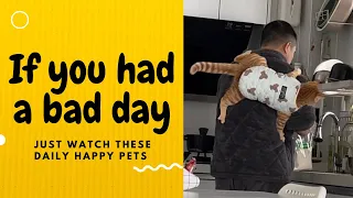 If you had a bad day, just watch these daily happy pets | Day 17