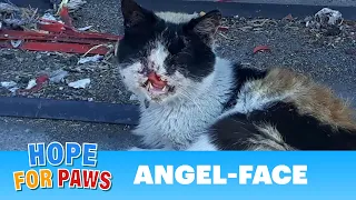 Cat missing part of her face living on the streets!  Thanks to YOU, she has HOPE! #hope