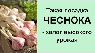 ЧЕСНОК завалит урожаем 💥 сажайте так не меняя МЕСТО!