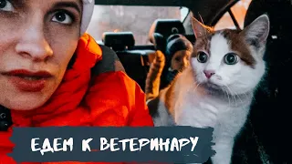 Влог 03.11.20 У кота диагностирован отит :(