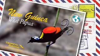 Tropical Birding Virtual Birding Tour of West Papua by Charley Hesse