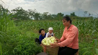 Harvesting Corn - Helping a Tired Old Woman in the Wild Field | Ly Tieu My