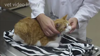 Feline General Physical Examination | for clinic owners | NAVLE