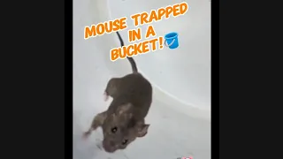 Mouse in a bucket 🪣 #funny #trending #shorts #gross #creepy #animals