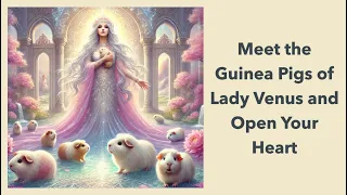 Meet the Guinea Pigs of Lady Venus and Open Your Heart