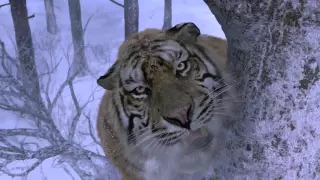 Tiger Attack scene (HD) *see description