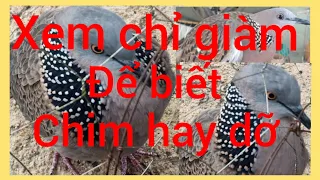 Cách nhận biết chỉ giàm chim chơi nước ngoài hay nước trong & có tố chất hay không