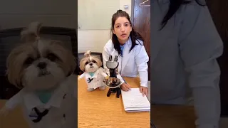 Dr. Murphy and his PA.. #dog #cutedogvideos #cuteanimals  #funny