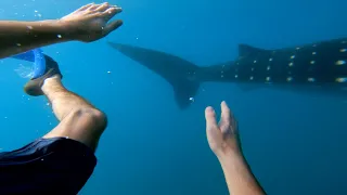 GoPro: Swimming with Whale Sharks | Philippines #TripOn