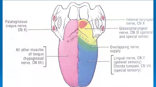 89  Venous drainge of tounge + lymphatic drainge