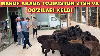 TOJIKISTONDAN 2 TISH QO‘ZILARI KELDI MARUF AKAGA