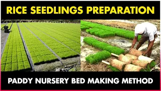 How to prepare RICE SEEDLINGS for Transplantation | Paddy / Rice Nursery Bed Preparation