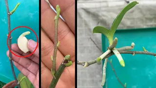 Few people know this little trick will grow many small trees on orchid branches