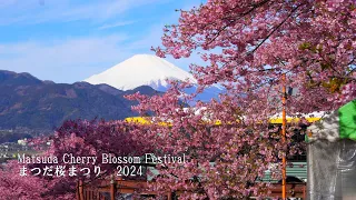 Kawazu cherry blossoms are in full bloom at Matsuda Cherry Blossom Festival 2024