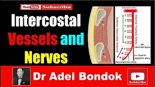 Intercostal Arteries, Veins and Nerves, Dr Adel Bondok