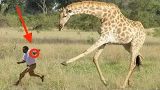 When Giraffes Attack