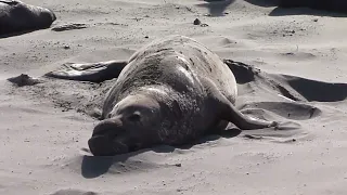 Northern Elephant Seals, Elephant Seal Vista Point, San Simeon, CA