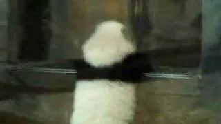 Baby Panda - Zoo Atlanta