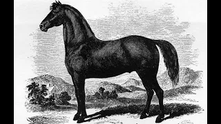 Justin Morgan’s Horse: Making an American Myth