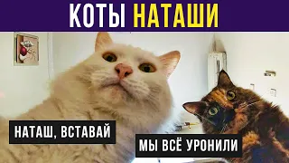 Приколы с котами. КОТЫ НАТАШИ))) | Мемозг #361