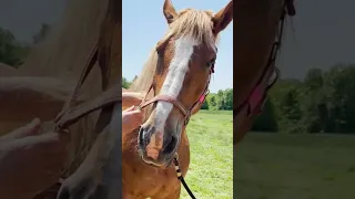 *INSTANT REACTION* QUICK HORSE NECK ADJUSTMENT 🐴 Animal Chiropractor