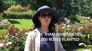 Rosemary Garden Herb Lore:Rose Garden Portland Oregon